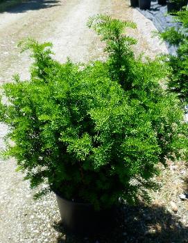 Taxus x media 'Brownii'