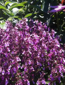 Teucrium chamaedrys