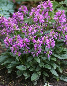 Stachys minima