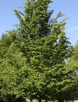 Ulmus propinqua Emerald Sunshine® ('JFS-Bieberich')