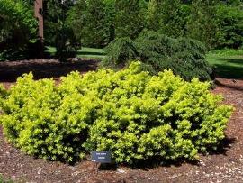 Taxus cuspidata 'Aurescens'