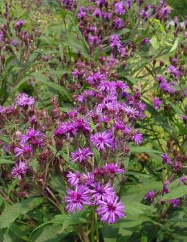 Vernonia noveboracensis