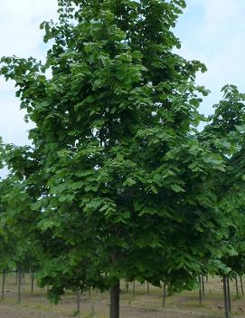 Tilia tomentosa