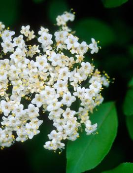 Viburnum prunifolium