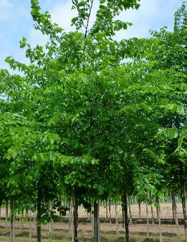 Ulmus americana 'Valley Forge'