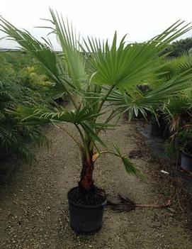 Washingtonia fillifera