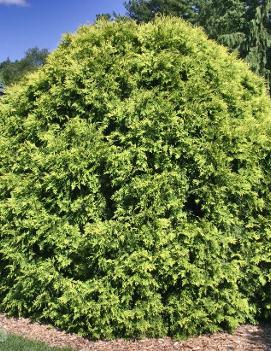 Thuja occidentalis 'Golden Globe'