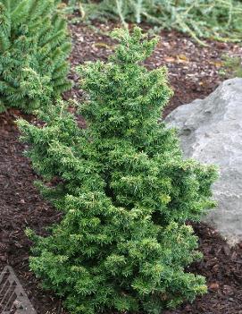 Tsuga canadensis 'Jervis'