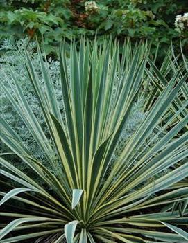 Yucca filamentosa 'Bright Edge'