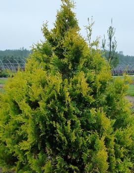 Thuja occidentalis 'Sunkist'