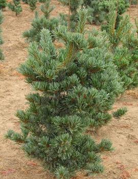Pinus parviflora 'Tempelhof'