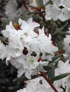 Rhododendron 'Sugar Puff'