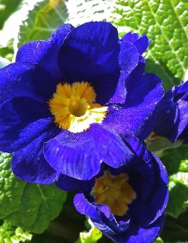 Primula polyantha Blue ('Pacific Giant Mix')