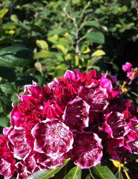 Kalmia latifolia 'Kaleidoscope'