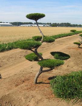 Pinus contorta 'Poodle Pine'