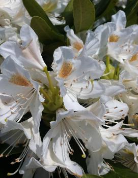 Rhododendron 'Cunningham's White'