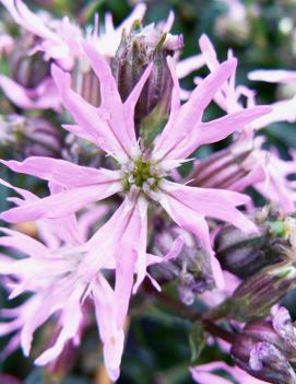 Lychnis flos-cuculi 'Nana'