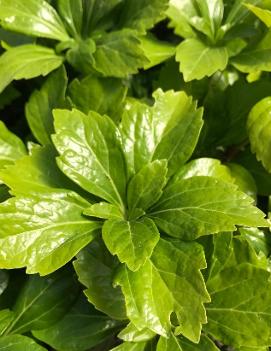 Pachysandra terminalis 'Green Sheen'