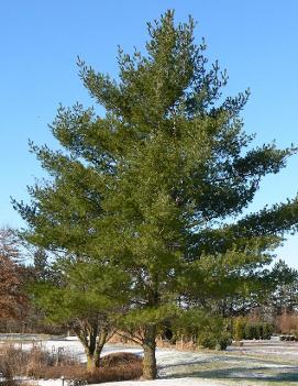 Pinus strobus