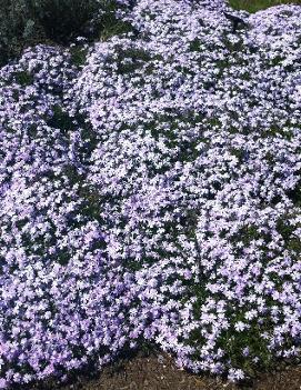 Phlox subulata 'Emerald Blue'