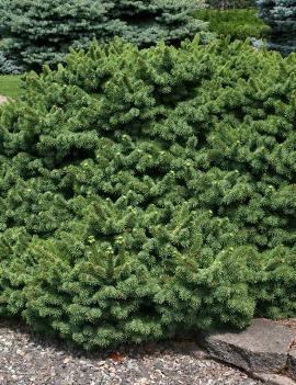 Picea pungens 'Mrs. Cesarini'