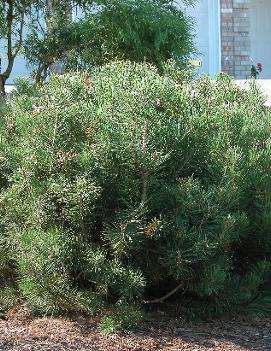 Pinus mugo var. pumilio