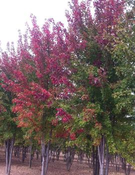 Acer x freemanii Autumn Blaze® ('Jeffersred') (PP4864)