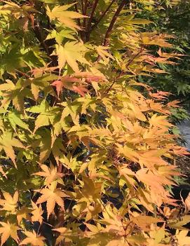 Acer palmatum 'Sango Kaku'