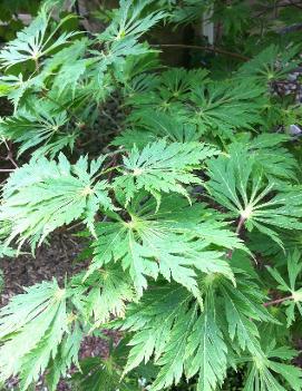 Acer japonicum 'Aconitifolium'