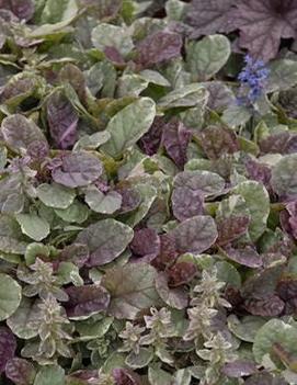 Ajuga reptans 'Burgundy Glow'