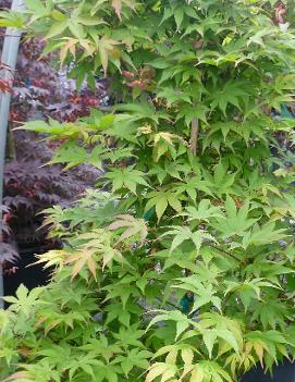 Acer palmatum 'Osakazuki Akame'