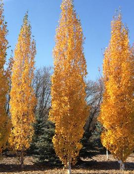 Betula platyphylla Parkland Pillar® ('Jefpark') (PPAF, CPBRAF)