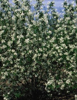 Amelanchier lamarckii