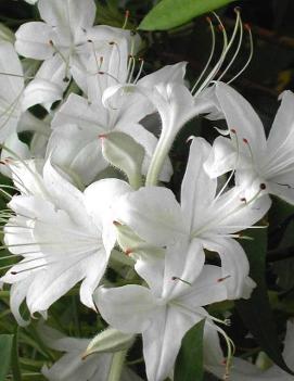 Azalea 'Weston's Innocence'