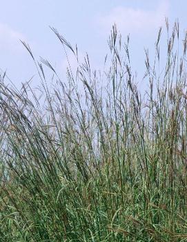 Andropogon gerardii