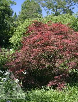 Acer palmatum dissectum 'Garnet'