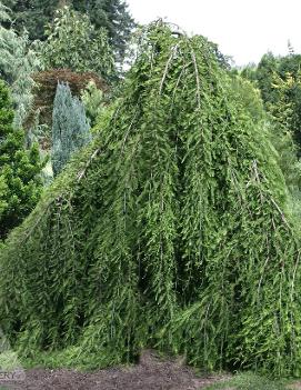 Taxodium distichum 'Cascade Falls' (PP12296)