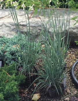 Schizachyrium scoparium 'Standing Ovation' (PP25202)