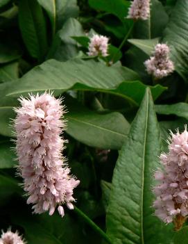 Persicaria bistorta 'Superba'