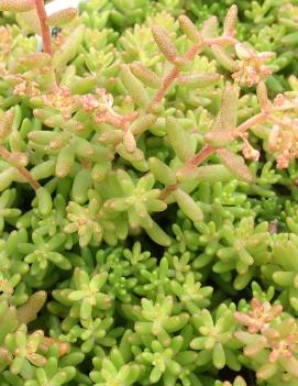 Sedum album 'Red Ice'