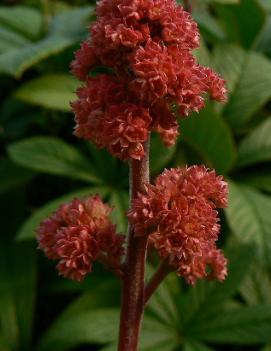 Rodgersia pinnata 'Superba'