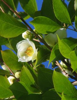 Stewartia monadelpha