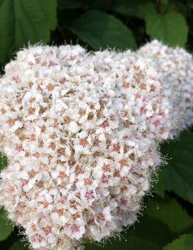 Spiraea fritschiana