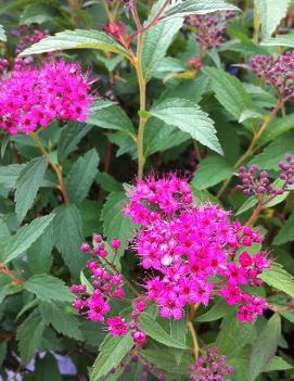 Spiraea japonica 'Dart's Red'