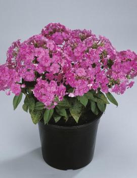 Phlox paniculata Purple Flame™ ('Barfourteen') (PP12605, COPF, CPBR1095)