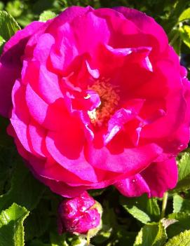 Rosa 'David Thompson' (COPF)