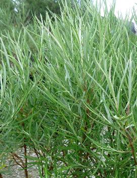 Salix elaeagnos subsp. angustifolia