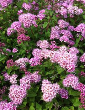 Spiraea japonica 'Nana'