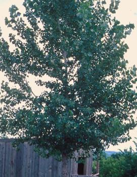 Populus grandidentata