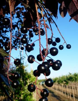 Prunus padus 'Skinner's Red'